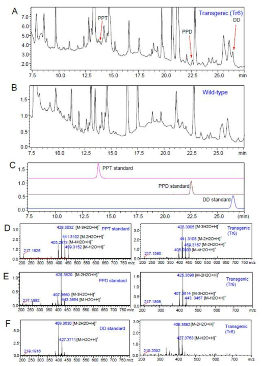 LC-MS/MS analyses of leaf extracts from transgenic tobacco (line Tr6) co-overexpressing PgDDS, CYP716A47, and CYP716A53v2. a TIC chromatogram of DD, PPD, and PPT in leaves of transgenic tobacco. b TIC chromatogram of WT tobacco leaf extracts. c Chromatogram of authentic standards DD, PPD, and PPT. d-f MS spectrum of DD, PPD, and PPT peaks from transformed tobacco leaves and those of authentic standards