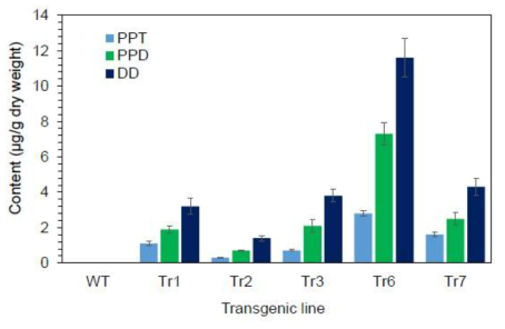 DD, PPD, and CK content in leaves among the lines of transgenic tobacco co-overexpressing PgDDS, CYP716A47, and CYP716A53v2