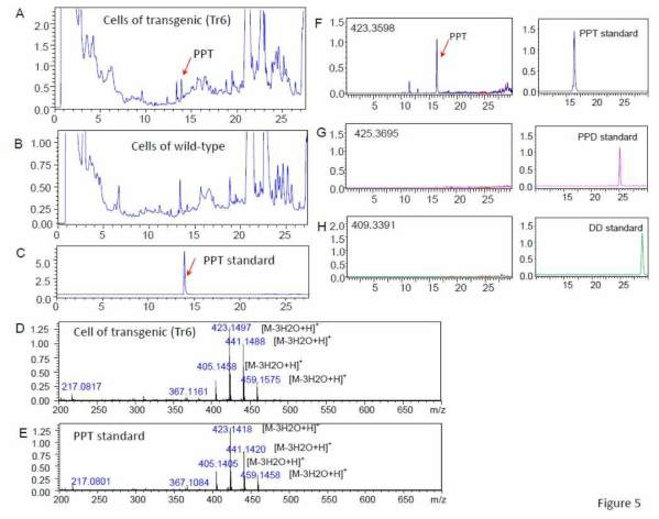 LC-MSMS analyses of extracts of transgenic tobacco cells co-overexpressing PgDDS, CYP716A47, and CYP716A53v2. a TIC chromatogram of transgenic tobacco cells extracts, indicating obvious PPT peak (arrow). b TIC chromatogram of cell extracts of WT tobacco. c Chromatogram of authentic standard PPT. d-e MS spectrum of PPT peak from transformed tobacco cells and those of authentic PPT standard. f-h Detection of PPT (f), PPD (g), and DD (h) at retention times using single ion chromatography of the transgenic cell extracts co-overexpressing PgDDS, CYP716A47, and CYP716A53v2 (left panels), and PPT, PPD and DD authentic standards (right panels)