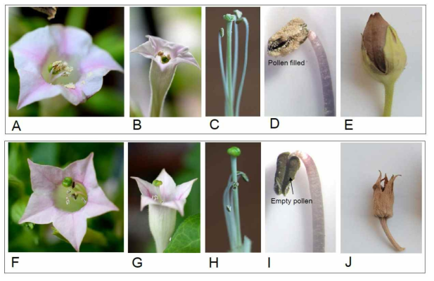 Floral morphology and seed production in transgenic tobacco co-overexpressing PgDDS, CYP716A47, and CYP716A53v2. a-e Flower structure and seed set in WT tobacco. a-b Homostylous morphology in WT tobacco flower. c Enlarged view of stamen and pistil of WT tobacco flower. d Dehiscent anthers with profuse pollens. e Normal seed set in WT flower. f-j Flower structure and seed set in transgenic tobacco. f-g Heterostylous flowers with elongated pistil in transgenic tobacco. h Enlarged closed view of short stamen and long pistil of transgenic tobacco. i No pollen grains on dehiscent anthers in transgenic tobacco. j Seed set failure in transgenic tobacco. Arrow in i points to empty pollen grain