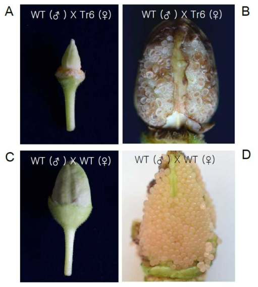 Seed set by cross pollination between WT (♂) and transgenic tobacco (♀). a A small seed pod after crossing between WT (♂) and transgenic tobacco (♀). b Aborted ovule development in opened ovary after crossing between WT (♂) and transgenic tobacco (♀). c Well-developed seed pod by self-pollination of WT. d Well-developed ovule in ovary by self-pollination of WT. All crossings were carried out manually