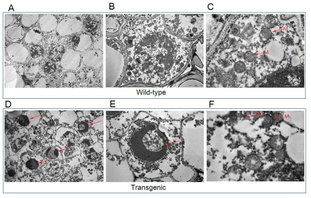 Ultra-thin section of connective tissue of anthers in transgenic and WT tobacco. a-c The phloem cells in connective tissue of anthers in WT tobacco revealed that chromatin in nuclei was evenly distributed (a, b), and mitochondria had well-developed membranes and internal structures (cristae) (c). d-f The phloem cells in connective tissue of anthers in transgenic tobacco contained compacted chromatin (arrow in d, e), mitochondria without conspicuous internal structures (cristae) and membranes (arrows in f)