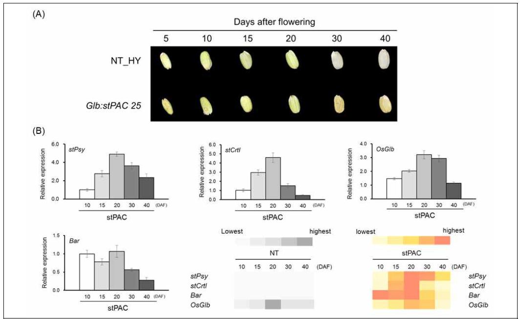 베타카로틴 생성 벼의 종자 발달 단계 별 종자 표현형과 도입유전자 발현도 A. 개화 후 developmental stage 별(5, 10, 15, 20, 30, 40 DAF)로 확보된 벼 종자 현미 사진, B. developmental stage에 따른 도입유전자 3종(stPsy, stCrtI, Bar)와 내재 글로불린 유전자(OsGlb) 의 qRT-PCR 결과