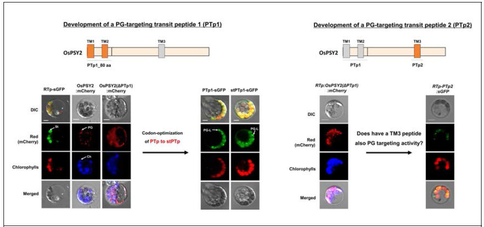OsPSY2유전자에 존재하는 2개의 PG 적중 예상 배열의 위치 및 세포내 적중장소 정밀 분석을 위한 Confocal microscopy의 sGFP 형광 이미지 분석