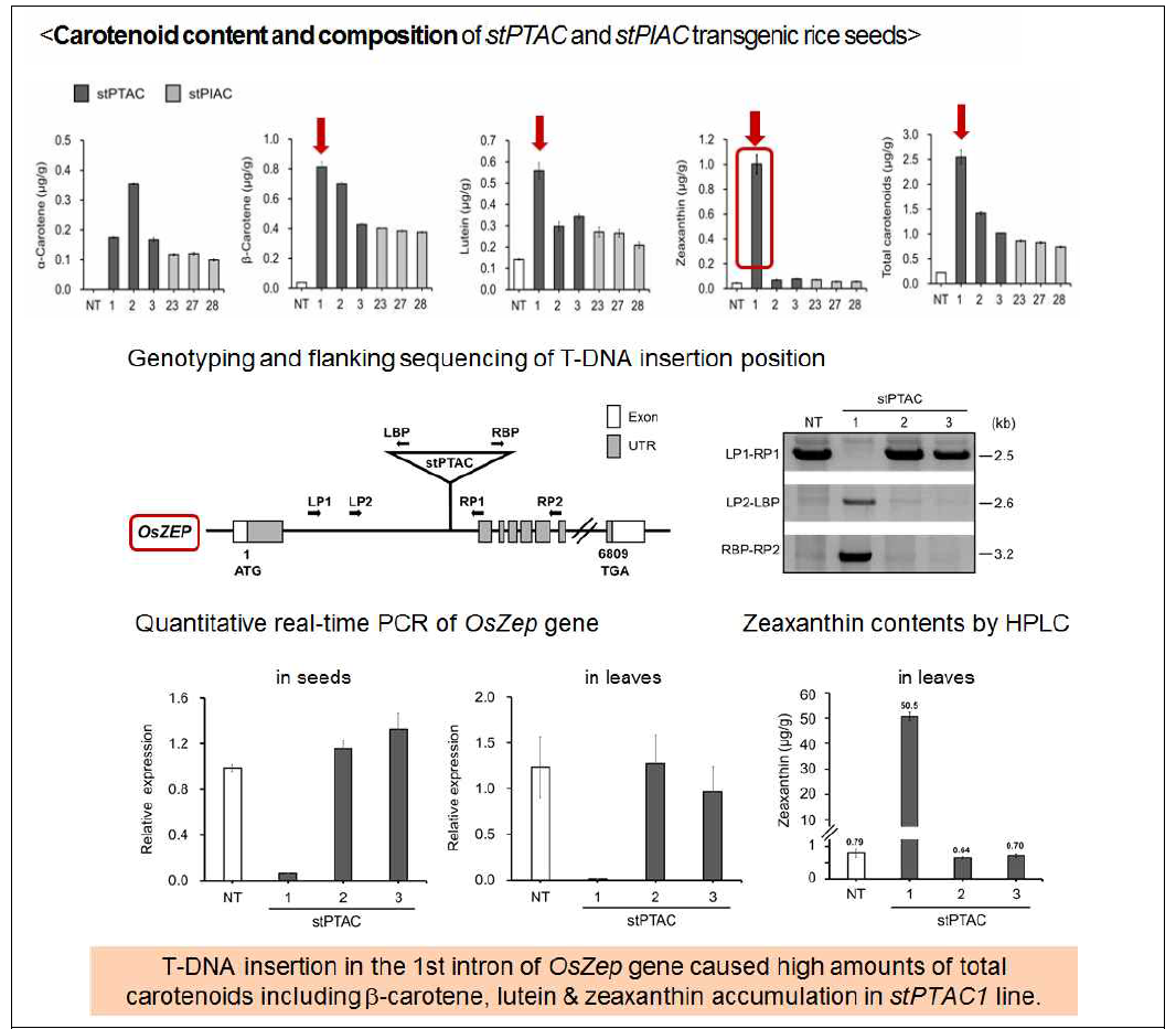 벼 형질전환체 stPTAC 1의 지아산틴 과축적 확인, 도입 유전자 stPTAC의 벼 게놈내 삽입 위치 및 genotyping, OsZep 내재유전자의 종자 및 잎에서의 발현 양상, 잎 지아산틴 함량