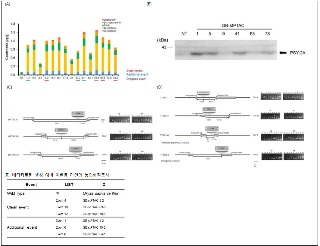 베타카로틴 생성 stPTAC 벼 형질전환체 이벤트 후보 선발 (A) 이벤트 후보군 카로티노이드 함량 분석, (B) 2A항체를 이용한 웨스턴 블랏 분석, (C) LB, RB 양방향에서 도입 유전자 삽입위치가 결정된 클린 이벤트 후보군, (D) LB, RB 한방향에서만 도입 유전자 삽입위치가 결정된 추가 이벤트 후보군