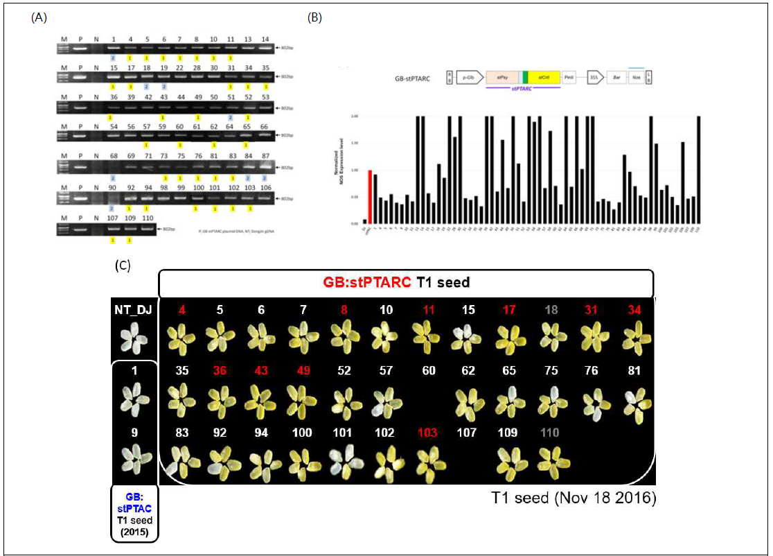 베타카로틴 생성 stPTARC 벼 형질전환체 이벤트 후보 선발 A. GB-stPTARC 운반체의 형질 도입 검증을 위한 genomic PCR 결과, B. 유전자 카피수 확인을 위한 Taqman PCR 결과, C. T1 종자(2016년 수확)의 color 표현형 비교(2017년 10월 현재 T2 종자 추수 후 분석 예정임)