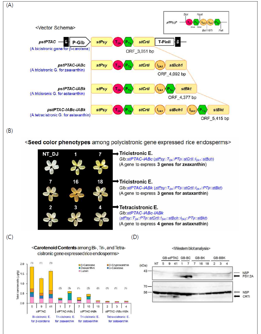 베타카로틴, 지아산틴, 아스탁산틴 생성을 통한 신규한 다중발현배열 3종의 polycistronic 발현 기능 확인 A. 베타카로틴, 지아산틴, 아스탁산틴 생성용 polycistronic 발현 벡타 모식도, B. 벼 형질전환체에서 종자 배유색 표현형 관찰(본 사진은 2016년 수확된 종자이나 현재 2017년 종자가 수확되어 dry 중에 있음), C. 카로티노이드 함량, D. 2A 및 CRTI 항체로 웨스턴 블랏 분석