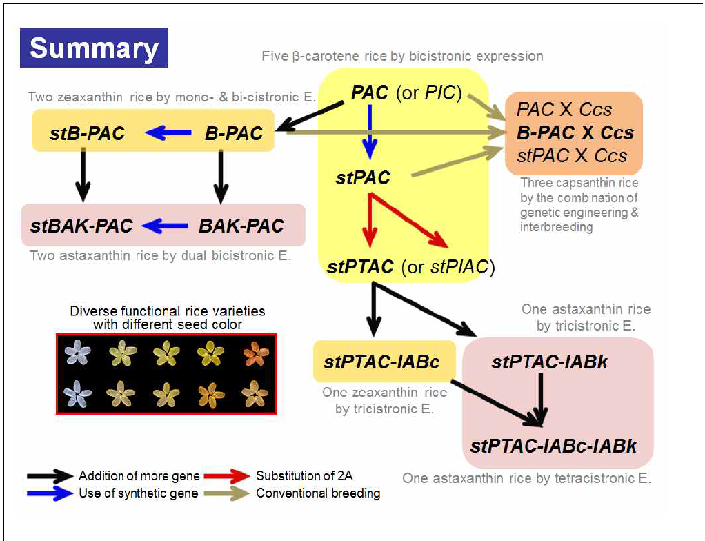 기능성 카로티노이드 생산 벼 개발에 사용된 식물 대사공학 기술적 전략도