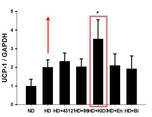 프로바이오틱스 섭취에 의한 UCP-1 mRNA 발현 비교