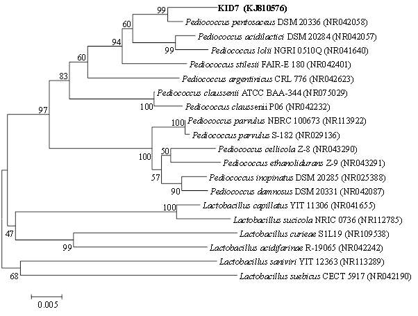 KID7 균주의 16s rDNA 서열로 정한 계통분류학적 트리
