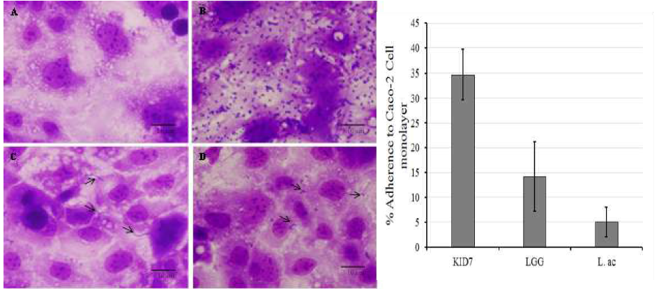 KID7 균주의 Caco-2 세포층 부착능력 비교도