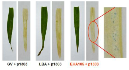 상처를 준 옥수수 잎에 아그로박테리움 strain 세 가지(GV2260, LBA4404, EHA105)를 침지법으로 infiltration 한 후 5일이 경과하였을 때 GUS 유전자의 일시적인 과발현을 검토한 결과