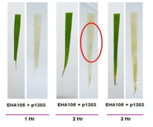상처를 준 옥수수 잎에 아그로박테리움 EHA105 용액 처리시간별 GUS 유전 자의 일시적인 과발현 검토 결과