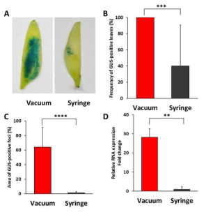 시금치 잎에서 agroinfiltration 방법(vacuum, syringe)이 유전자의 일시적인 과발현 유도에 미치는 영향. A: GUS staining을 통한 GUS 유전자 발현 분석, B: GUS 유전자가 발현되는 잎의 빈도, C: 잎에서 GUS 유전자가 발현되는 면적 비율, D: GUS 유전자의 상대적인 발현 수준