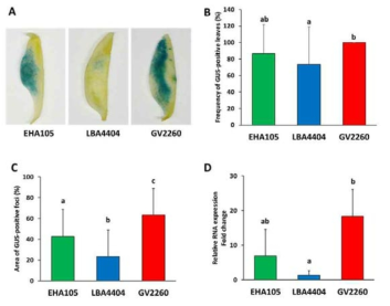 시금치 잎에서 agroinfiltration에 의한 유전자의 일시적인 과발현 유도에 있어 아그로박테리움 strain(EHA105, LBA4404, GV2260)의 영향. A: GUS staining을 통한 GUS 유전자 발현 분석, B: GUS 유전자가 발현되는 잎의 빈도, C: 잎에서 GUS 유전자가 발현 되는 면적 비율, D: GUS 유전자의 상대적인 발현 수준