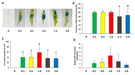 시금치 잎에서 agroinfiltration에 의한 유전자의 일시적인 과발현 유도에 있 어 아그로박테리움 농도가 미치는 영향. A: GUS staining을 통한 GUS 유전자 발현 분 석, B: GUS 유전자가 발현되는 잎의 빈도, C: 잎에서 GUS 유전자가 발현되는 면적 비 율, D: GUS 유전자의 상대적인 발현 수준