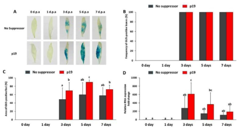 시금치 잎에서 agroinfiltration에 의한 유전자의 일시적인 과발현 유도에 있 어 p19 유전자가 미치는 영향. A: GUS staining을 통한 GUS 유전자 발현 분석, B: GUS 유전자가 발현되는 잎의 빈도, C: 잎에서 GUS 유전자가 발현되는 면적 비율, D: GUS 유전자의 상대적인 발현 수준