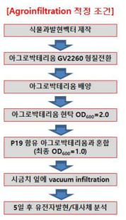 시금치 잎에서 agroinfiltration에 의한 유전자의 일시적인 과발현 유도 최적 조건