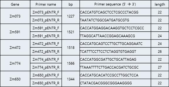 20E 생합성 후보유전자 ORF 선발에 사용한 프라이머