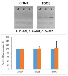 시금치 간이형질전환계를 이용하여 20E 인산화 후보유전자 3종(Zm007, Zm201, Zm067)의 과발현에 따른 20E 함량 변화를 분석한 결과