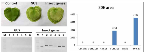 담배 잎에서 곤충유래 유전자 6종의 과발현 및 그에 따른 20E 생합성능 분 석 결과
