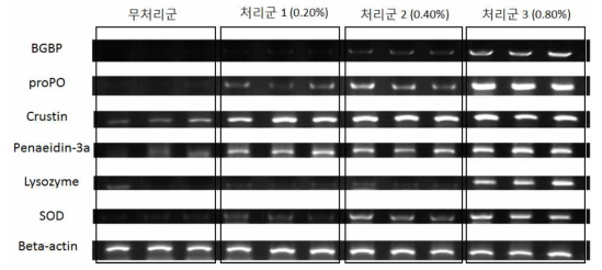 Expression of genes corresponding to immune system of white leg shrimp