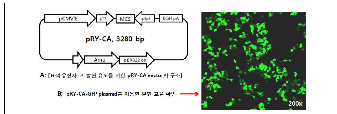pRY-CA vector 구조 및 발현
