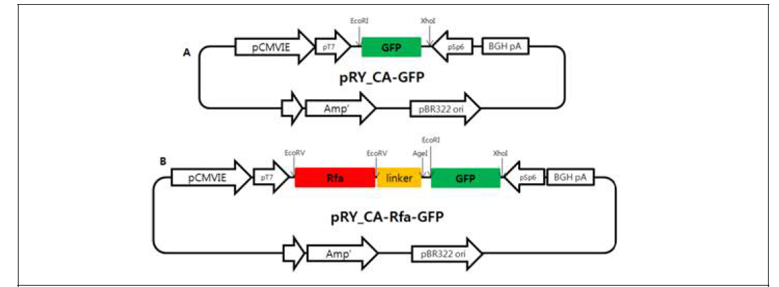 pRY-CA-GFP 및 pRY-CA-Rfa-GFP plasmid 구조