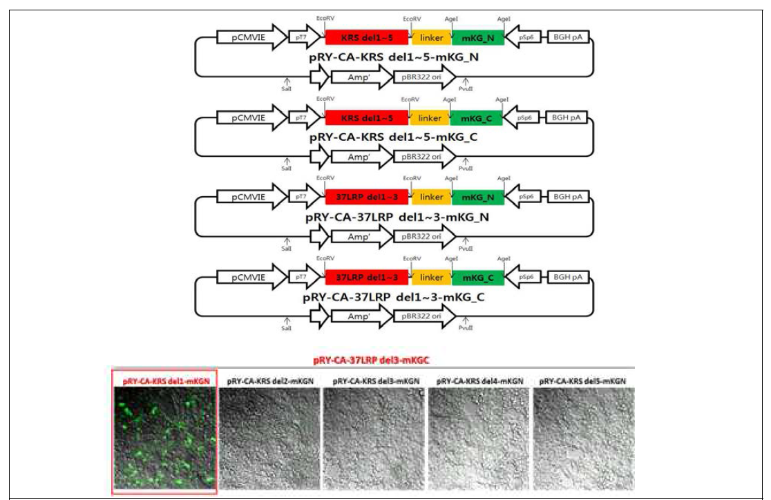 발현 plasmid 구조 모식도