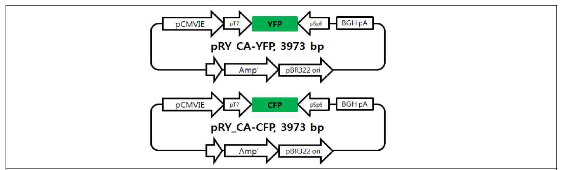 YFP 및 CFP 발현 plasmid 구조 모식도