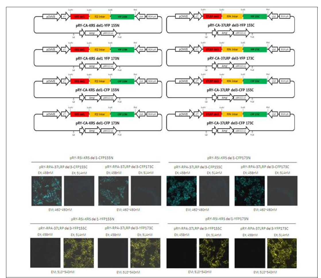 Vector의 상호작용 기능 확인을 위한 발현 plasmid 구조 모식도 및 CFP, YFP 단백질 검출