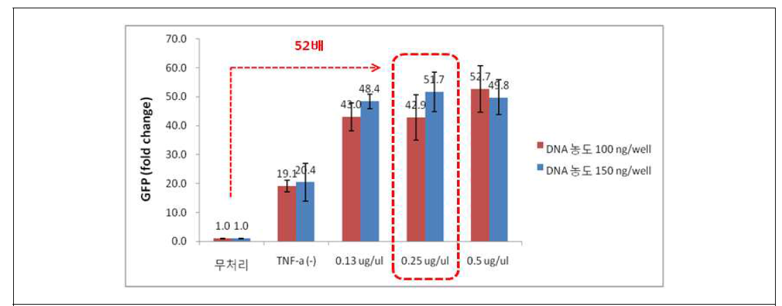 High Throughput NF-κB mKG 스크리닝 시스템 구축