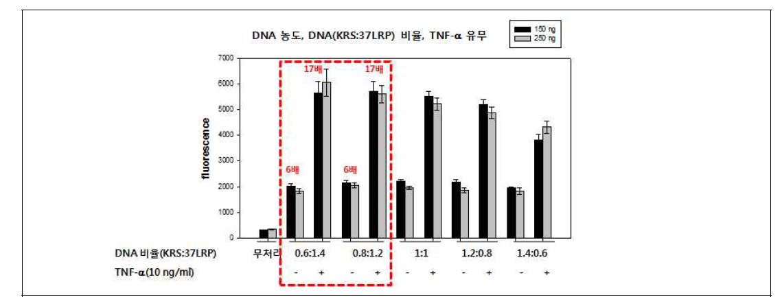 KRS-del1-mKGC/37LRP-del3-mKGN plasmid에 대한 DNA 농도 및 비율에 따른 mKG intensity