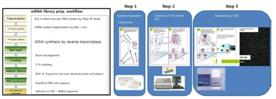 옥수수 표준전자체 제작을 위한 라이브러리 제작과정 및 RNA-seq 과정 모 식도. (좌) 라이브러리 제작과정, (우) RNA-seq 과정