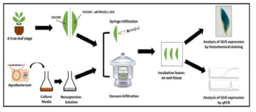 시금치에서 agroinfiltration에 의한 후보유전자의 일시적인 과발현 유도 최적 조건 검토 모식도