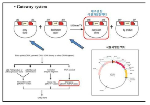 식물과발현벡터 제작에 사용한 Gateway 시스템 모식도와 pB7WG2 벡터 맵