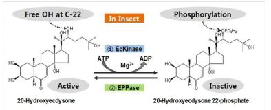 곤충의 20E 인산화(Kckinase)/탈인산화(EPPase) 효소의 작용 모식도