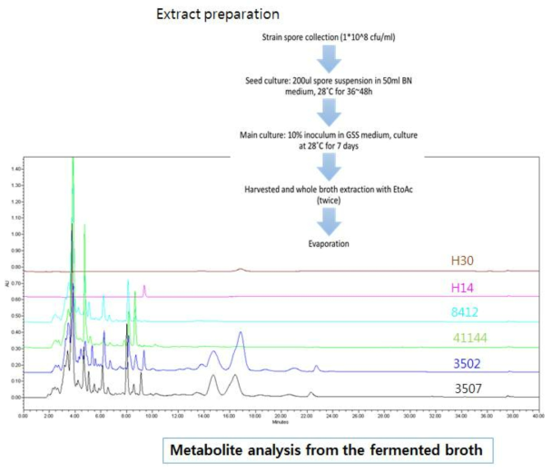 활성균주 MJM3502, MJM3507, MJM8412, MJM41144의 metabolite profile분석