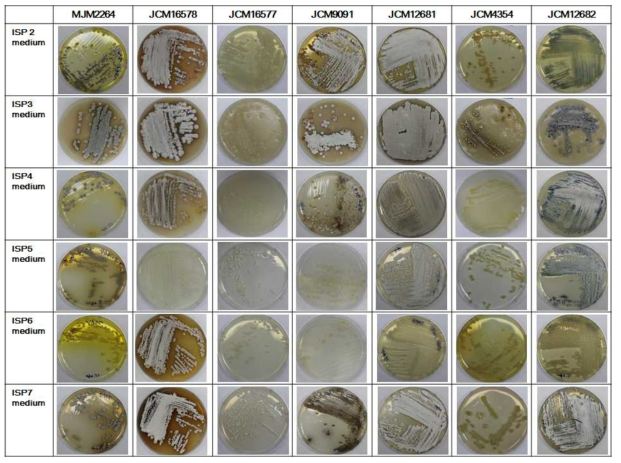 활성균주 MJM2264의 형태학적 특성. Reference균주로 Streptomyces lannensis JCM16578T, Streptomyces chiangmaiensis JCM16577T, Streptomyces glomeratus JCM9091T, Streptomyces mexicanus JCM12681T, Streptomyces chromofuscus JCM4354T, Streptomyces speibonae JCM12682T 를 사용하였음