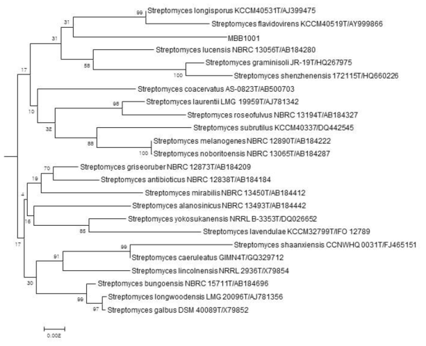 활성균주 MBB1001의 계통분류학적 유사성 분석