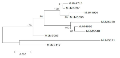 항진균 활성균주의 계통분류학적 유사성 분석