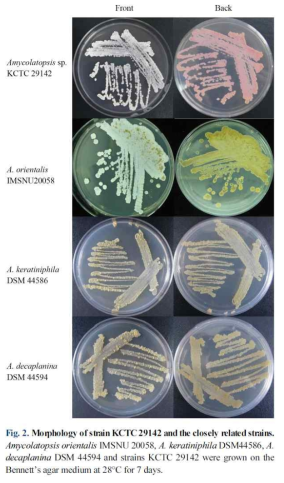 활성균주인 KCTC29142 균주의 형태학적분석