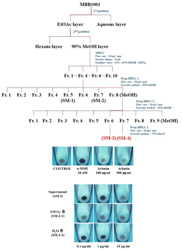 MPLC(medium pressure liquid chromatography) 분획 및 fraction의 미백활성결과