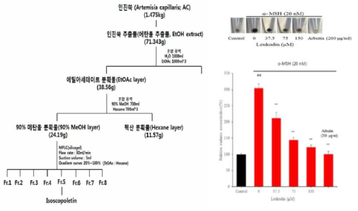 인진쑥으로부터 미백활성 물질 분리 방법 및 멜라닌 생성억제 확인결과