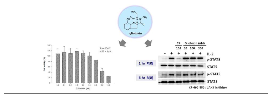 Gliotoxin에 의한 STAT5의 저해 확인