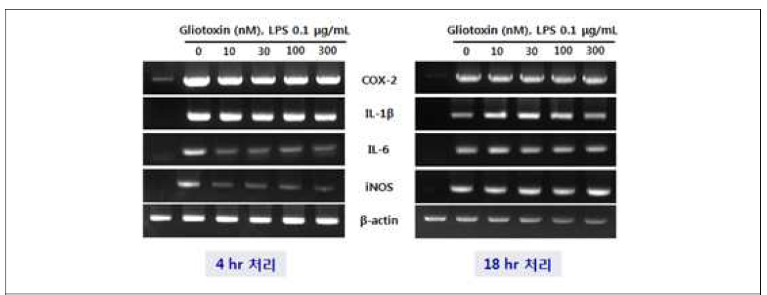 Gliotoxin에 의한 염증성 사이토카인의 저해