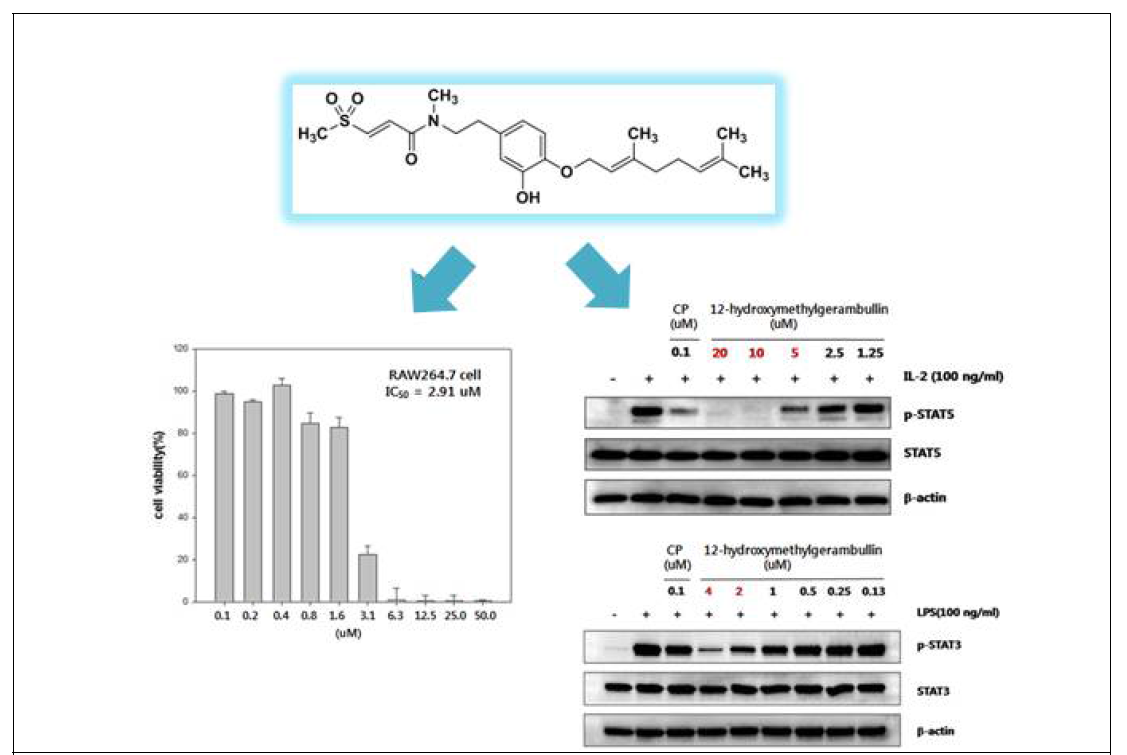 12-hydroxygerambullin에 의한 STAT5, STAT3 phosphorylation 저해 확인