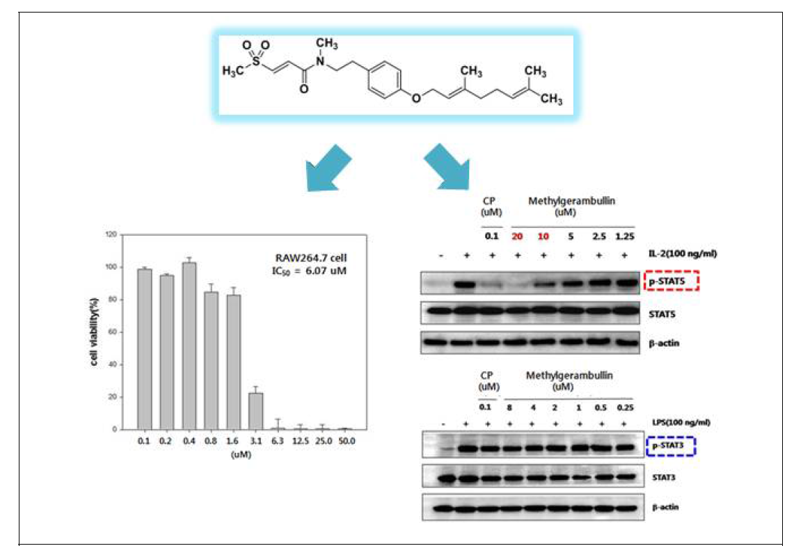 Methylgerambullin에 의한 STAT5, STAT3 phosphorylation 저해 확인