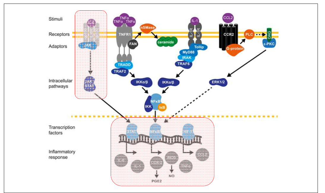염증성사이토카인 발현 신호전달 경로에 대한 모식도